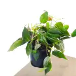 Philodendron Plant